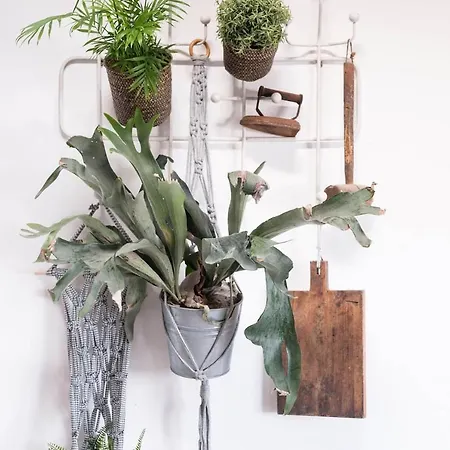 Casa Botanica